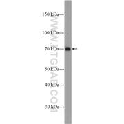 SLAMF1 Rabbit Polyclonal Antibody (10949-2-AP)