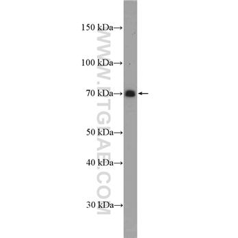 SLAMF1 Rabbit Polyclonal Antibody (10949-2-AP)