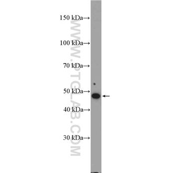 IFRD2 Rabbit Polyclonal Antibody (10649-1-AP)