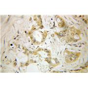 SCG5 Rabbit Polyclonal Antibody (10761-1-AP)