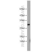 RAB3C Rabbit Polyclonal Antibody (10788-1-AP)