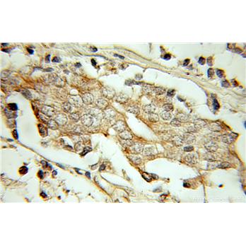 PSMG2 Rabbit Polyclonal Antibody (10959-1-AP)