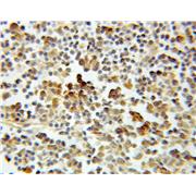 ASF1A Rabbit Polyclonal Antibody (10784-1-AP)