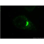 GORASP2 Rabbit Polyclonal Antibody (10598-1-AP)
