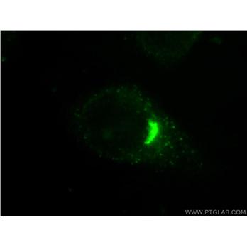 GORASP2 Rabbit Polyclonal Antibody (10598-1-AP)