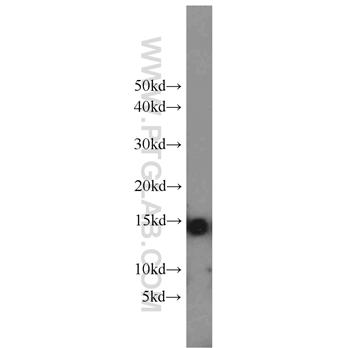 CYCS Rabbit Polyclonal Antibody (10993-1-AP)
