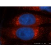 PRDX4 Rabbit Polyclonal Antibody (10703-1-AP)