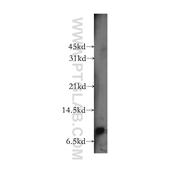 CXCL11 Rabbit Polyclonal Antibody (10707-1-AP)