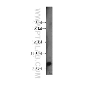 CXCL11 Rabbit Polyclonal Antibody (10707-1-AP)