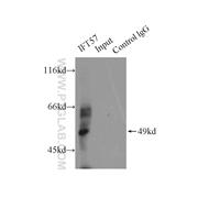 IFT57 Rabbit Polyclonal Antibody (11083-1-AP)