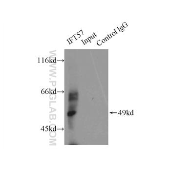 IFT57 Rabbit Polyclonal Antibody (11083-1-AP)