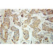UQCRB Rabbit Polyclonal Antibody (10756-1-AP)