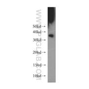 CDC2 Rabbit Polyclonal Antibody (10762-1-AP)