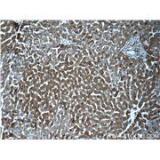 FTL Rabbit Polyclonal Antibody (10727-1-AP)