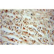 LOC729991 Rabbit Polyclonal Antibody (10931-1-AP)