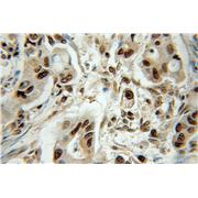 OGFR Rabbit Polyclonal Antibody (11177-1-AP)