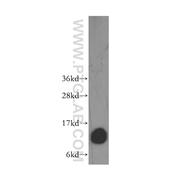 DYNLT3 Rabbit Polyclonal Antibody (11687-1-AP)
