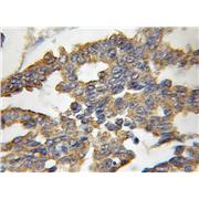 NXNL1 Rabbit Polyclonal Antibody (11203-1-AP)