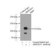 ARHGEF1 Rabbit Polyclonal Antibody (11363-1-AP)