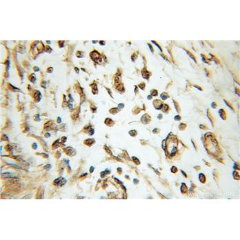 NMNAT1 Rabbit Polyclonal Antibody (11399-1-AP)