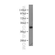 EIF4A2 Rabbit Polyclonal Antibody (11280-1-AP)