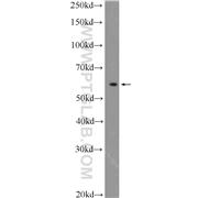 PSMC1 Rabbit Polyclonal Antibody (11196-1-AP)