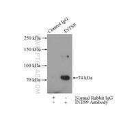 INTS9 Rabbit Polyclonal Antibody (11657-1-AP)