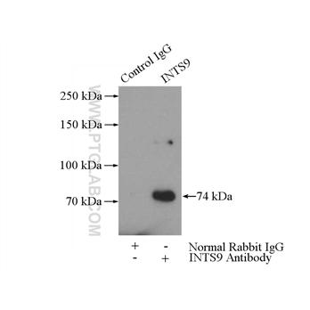 INTS9 Rabbit Polyclonal Antibody (11657-1-AP)