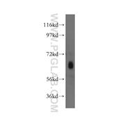 TH1L Rabbit Polyclonal Antibody (11226-1-AP)