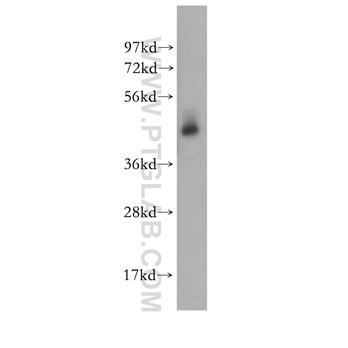 STAMBP Rabbit Polyclonal Antibody (11346-1-AP)