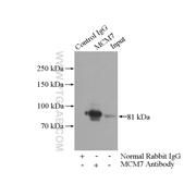 MCM7 Rabbit Polyclonal Antibody (11225-1-AP)