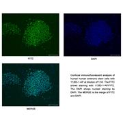 POU5F1 Rabbit Polyclonal Antibody (11263-1-AP)