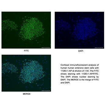 POU5F1 Rabbit Polyclonal Antibody (11263-1-AP)