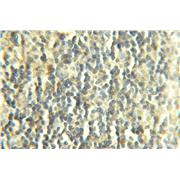 COX7B Rabbit Polyclonal Antibody (11417-2-AP)