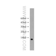 SUMO2 Rabbit Polyclonal Antibody (11251-1-AP)