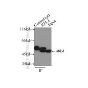 RPL4 Rabbit Polyclonal Antibody (11302-1-AP)