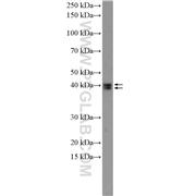 MAPK3 Rabbit Polyclonal Antibody (11257-1-AP)