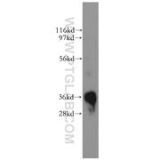 PLSCR1 Rabbit Polyclonal Antibody (11582-1-AP)
