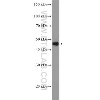 LHX4 Rabbit Polyclonal Antibody (11183-1-AP)