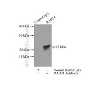 RAB24 Rabbit Polyclonal Antibody (11445-1-AP)