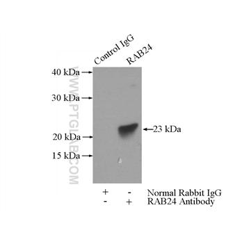 RAB24 Rabbit Polyclonal Antibody (11445-1-AP)