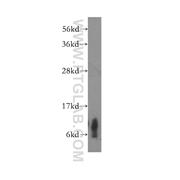 COX6C Rabbit Polyclonal Antibody (11429-2-AP)