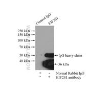 EIF2S1 Rabbit Polyclonal Antibody (11170-1-AP)