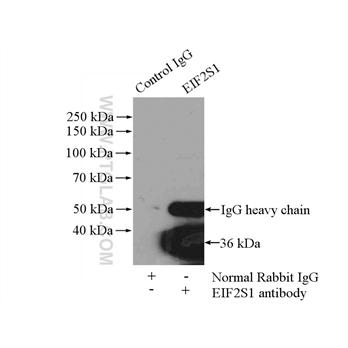 EIF2S1 Rabbit Polyclonal Antibody (11170-1-AP)