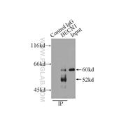 BECN1 Rabbit Polyclonal Antibody (11306-1-AP)