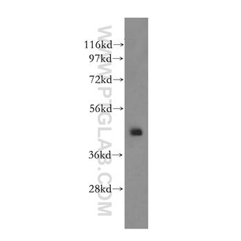 SCRN2 Rabbit Polyclonal Antibody (11485-2-AP)