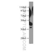 EIF3H Rabbit Polyclonal Antibody (11310-1-AP)