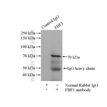 FBF1 Rabbit Polyclonal Antibody (11531-1-AP)