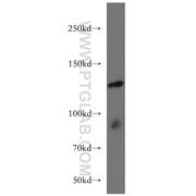 ARHGEF18 Rabbit Polyclonal Antibody (11243-1-AP)