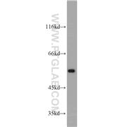 MPP6 Rabbit Polyclonal Antibody (11575-1-AP)